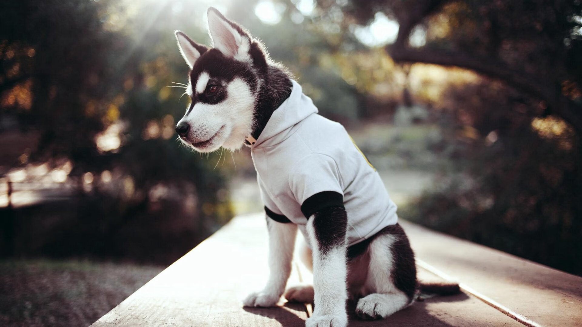 PG中国登录入口-黄喜灿一锤定音，澳大利亚战术横扫比利亚雷亚尔